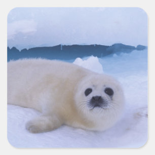 Harp Seal North America, Canada, Quebec