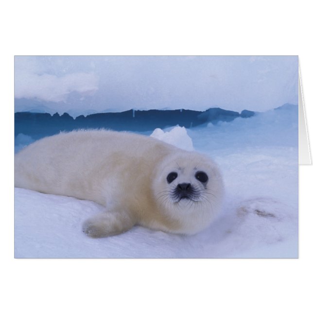 Harp Seal North America, Canada, Quebec (Front Horizontal)