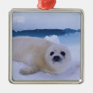 Harp Seal North America, Canada, Quebec Metal Tree Decoration
