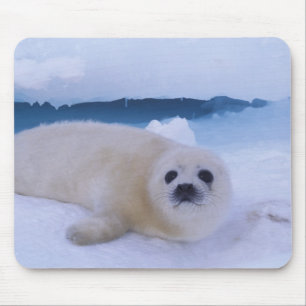 Harp Seal North America, Canada, Quebec Mouse Mat