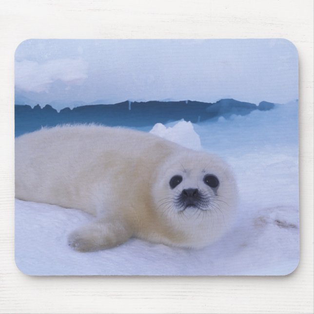 Harp Seal North America, Canada, Quebec Mouse Mat (Front)