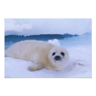 Harp Seal North America, Canada, Quebec Photo Print