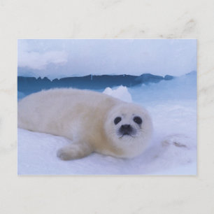 Harp Seal North America, Canada, Quebec Postcard