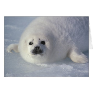Harp seal Phoca groenlandica) A week-old harp