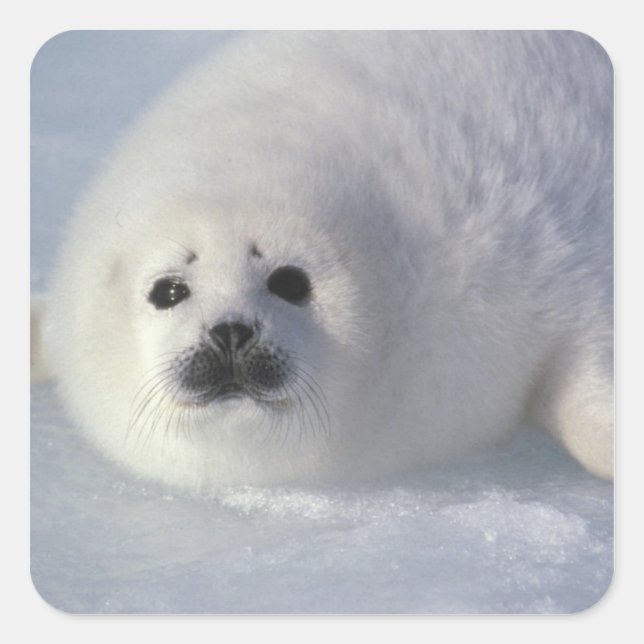 Harp seal Phoca groenlandica) A week-old harp (Front)