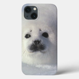 Harp seal Phoca groenlandica) A week-old harp iPhone 13 Case