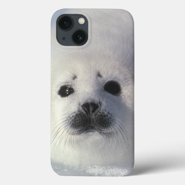 Harp seal Phoca groenlandica) A week-old harp Case-Mate iPhone Case (Back)