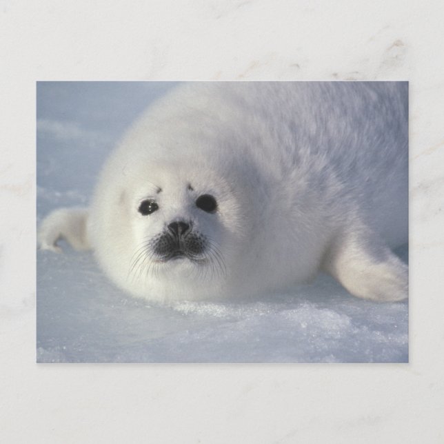 Harp seal Phoca groenlandica) A week-old harp Postcard (Front)