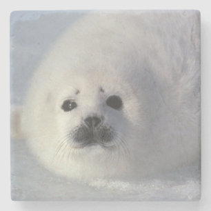 Harp seal Phoca groenlandica) A week-old harp Stone Coaster