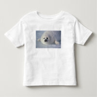 Harp seal Phoca groenlandica) A week-old harp