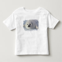 Harp seal Phoca groenlandica) A week-old harp