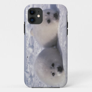 Harp seal (Phoca groenlandica) Harp seal pups iPhone 11 Case
