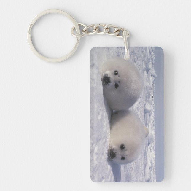 Harp seal (Phoca groenlandica) Harp seal pups Key Ring (Front)