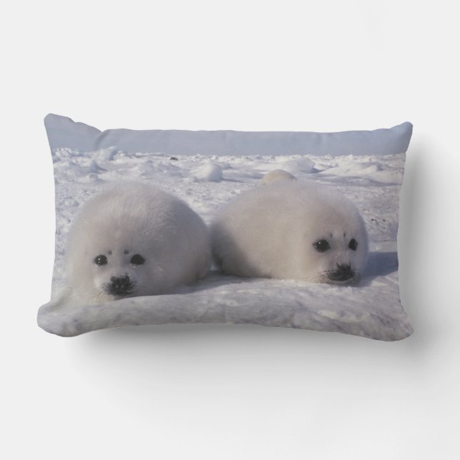 Harp seal (Phoca groenlandica) Harp seal pups Lumbar Cushion (Front)