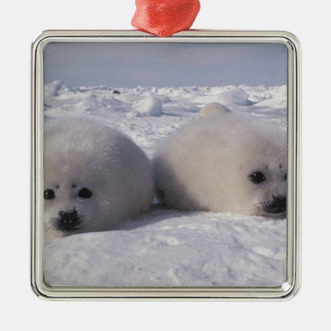 Harp seal (Phoca groenlandica) Harp seal pups Metal Tree Decoration (Front)