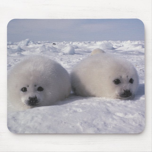 Harp seal (Phoca groenlandica) Harp seal pups Mouse Mat (Front)