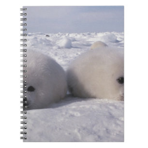 Harp seal (Phoca groenlandica) Harp seal pups Notebook