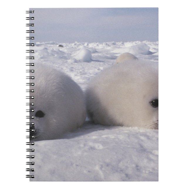 Harp seal (Phoca groenlandica) Harp seal pups Notebook (Front)
