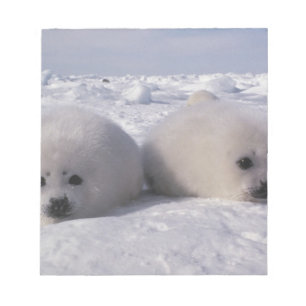 Harp seal (Phoca groenlandica) Harp seal pups Notepad