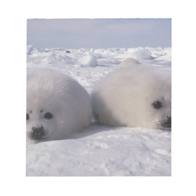 Harp seal (Phoca groenlandica) Harp seal pups Notepad (Front)