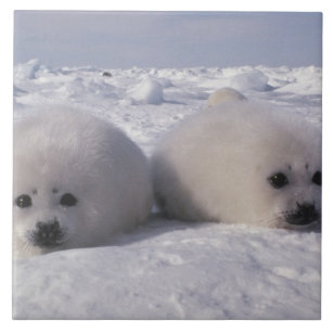 Harp seal (Phoca groenlandica) Harp seal pups Tile