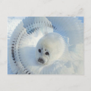Harp Seal Postcard