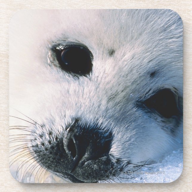 Harp seal pup 2 coaster (Front)