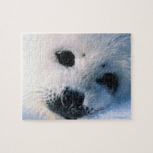 Harp seal pup 2 jigsaw puzzle