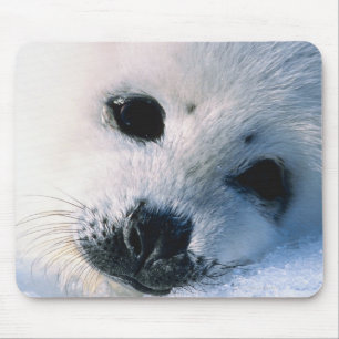 Harp seal pup 2 mouse mat