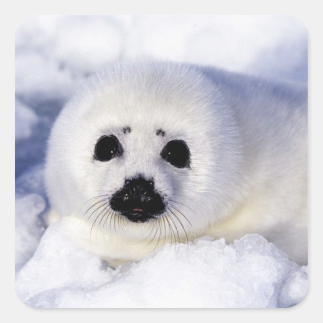 Harp seal pup ice Gulf of St. Lawrence, (Front)