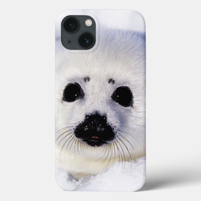Harp seal pup ice Gulf of St. Lawrence, Case-Mate iPhone Case (Back)