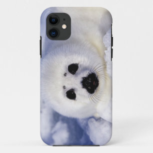 Harp seal pup ice Gulf of St. Lawrence, iPhone 11 Case