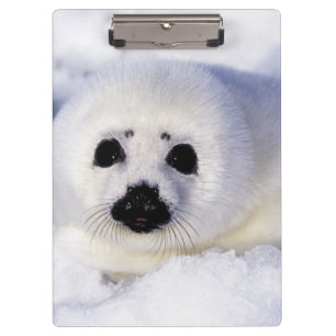 Harp seal pup ice Gulf of St. Lawrence, Clipboard