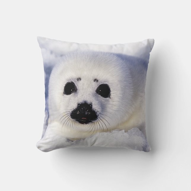 Harp seal pup ice Gulf of St. Lawrence, Cushion (Front)