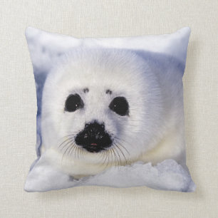 Harp seal pup ice Gulf of St. Lawrence, Cushion