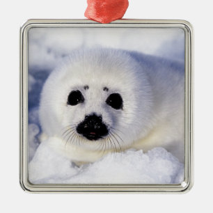 Harp seal pup ice Gulf of St. Lawrence, Metal Tree Decoration