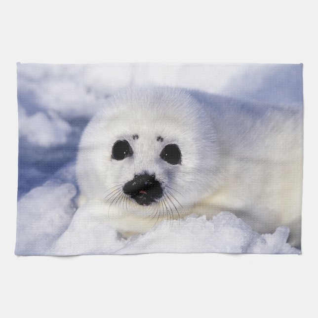Harp seal pup ice Gulf of St. Lawrence, Tea Towel (Horizontal)