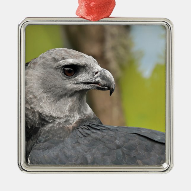 Harpy Eagle 1.JPG Metal Tree Decoration (Front)