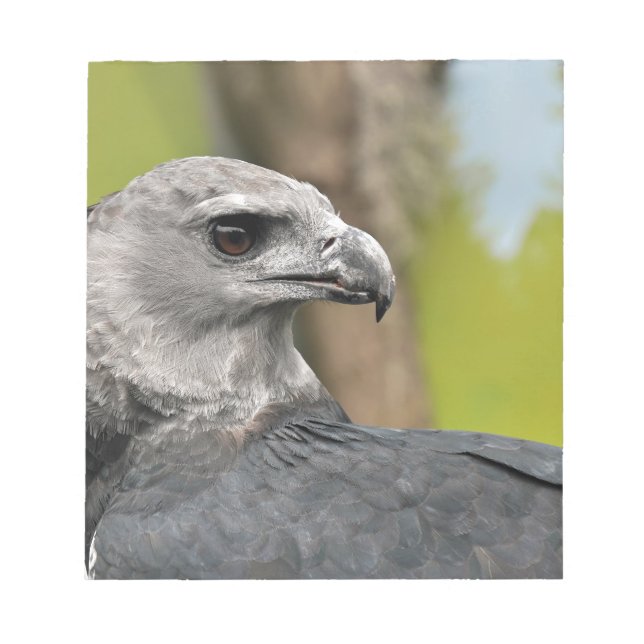 Harpy Eagle 1.JPG Notepad (Front)