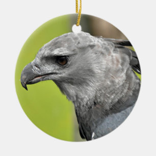 Harpy Eagle 2.JPG Ceramic Tree Decoration