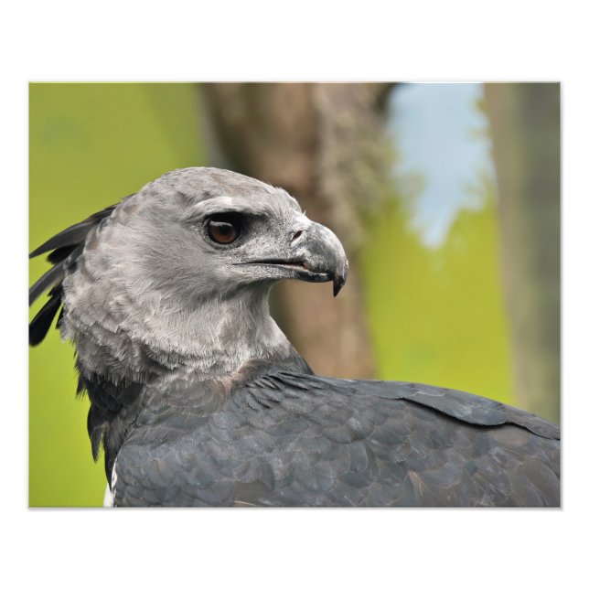 Harpy Eagle Photo Print (Front)