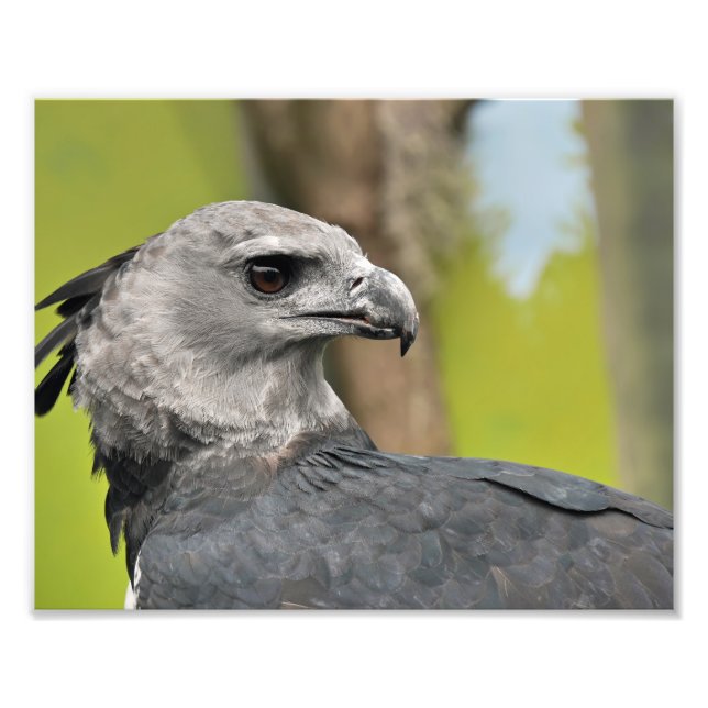 Harpy Eagle. Photo Print (Front)