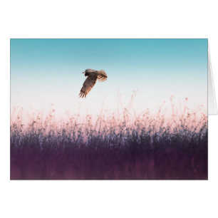 Harrier Hawk