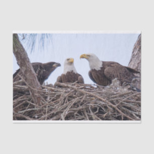 Harriet, M & E9 Tissue Paper