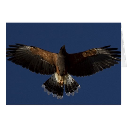 Harris Hawk 7 Card
