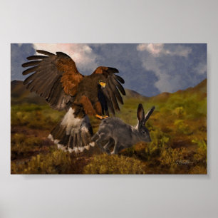 Harris Hawk and Jackrabbit Poster