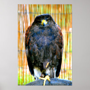 Harris Hawk Bird Of Prey Poster