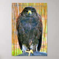 Harris Hawk Bird Of Prey