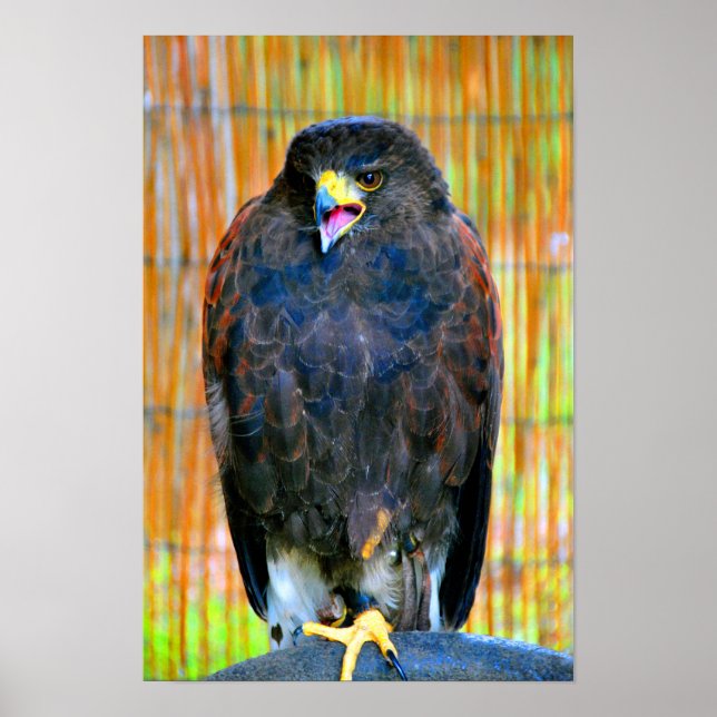 Harris Hawk Bird Of Prey Poster (Front)