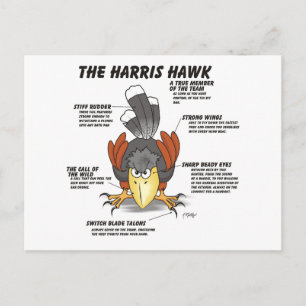 Harris Hawk Cartoon Postcard